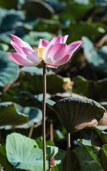 Pink lotus flower - Free image #304577
