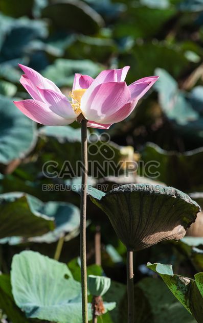 Pink lotus flower - Free image #304577