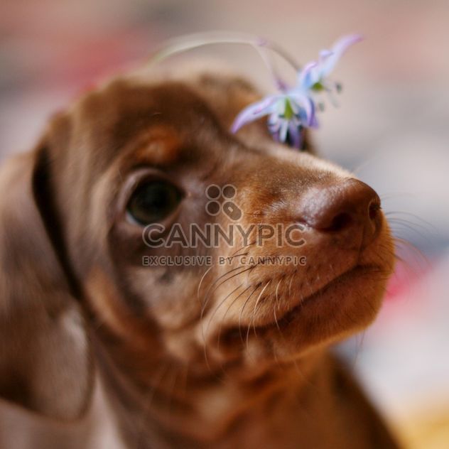 little dachshund puppy - image #304587 gratis