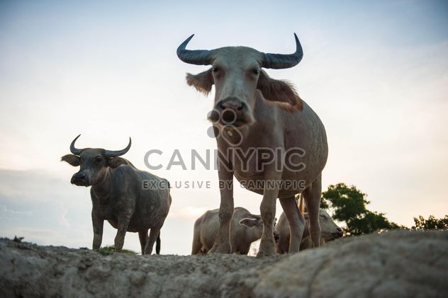 white buffaloes - image #304747 gratis