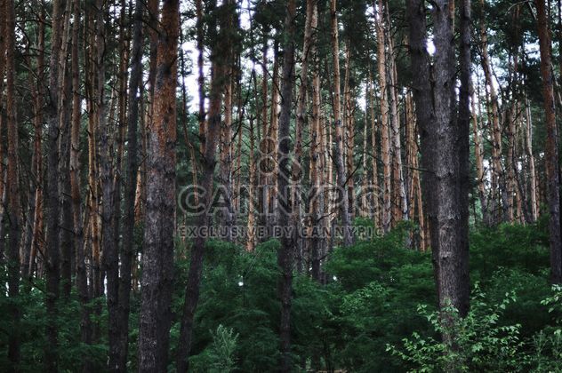 Thick forest - image #304757 gratis
