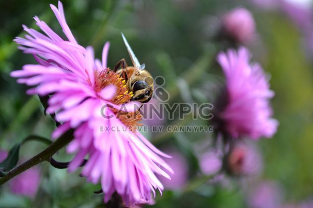 Bee on pink flower - бесплатный image #304777