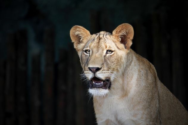 Close-up portrait of female lion - бесплатный image #305687