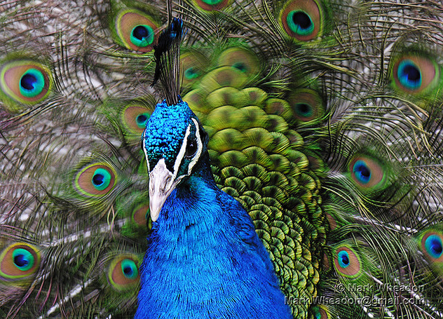 Peacock Flamenco - image #305947 gratis