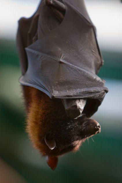 Bat--Really Large Bat! - Free image #306037