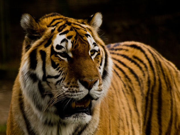 Tiger - бесплатный image #306077