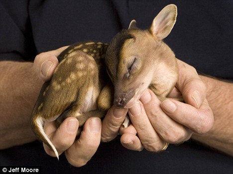 baby deer - Kostenloses image #306157