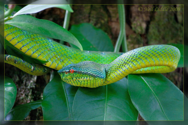 Waglers Pit Viper - Free image #306167