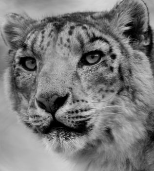 Snow Leopard - image #306177 gratis