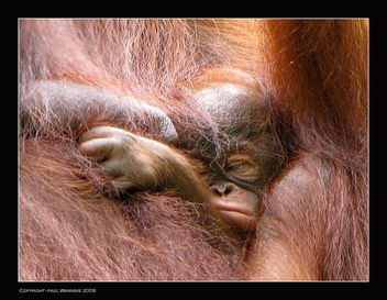 Kuching - Semanggoh Wildlife Centre - бесплатный image #306187