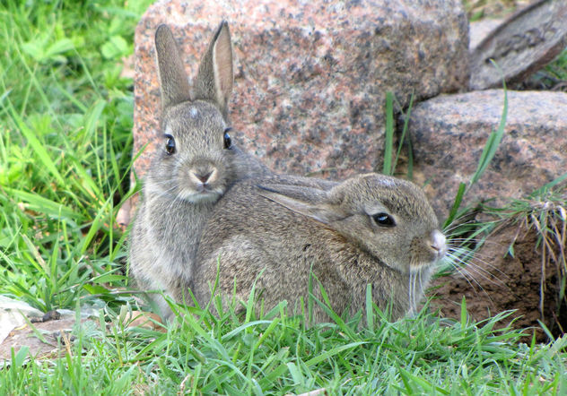 Baby rabbits - image gratuit #306257 