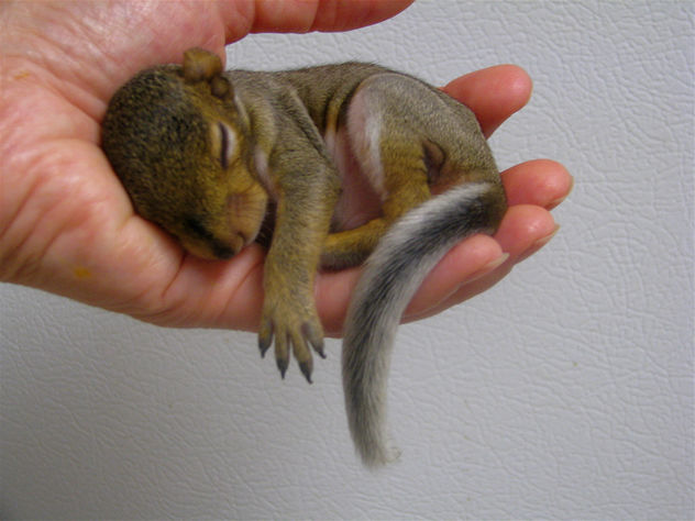 Update On Baby Squirrel Rehabber - image #306277 gratis