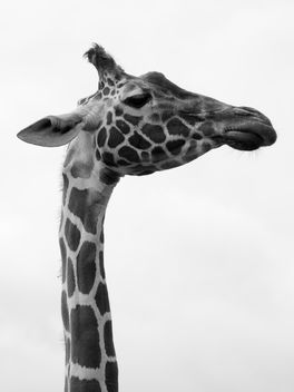 Giraffe - Kostenloses image #306297