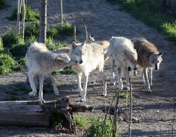 Wolf Pack - Free image #306347