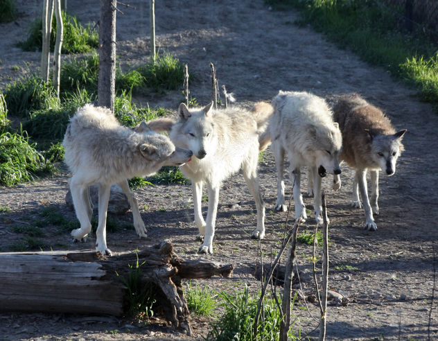 Wolf Pack - Kostenloses image #306347