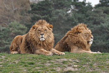 lions - image gratuit #306357 