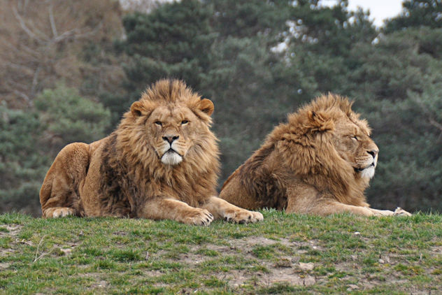 lions - Kostenloses image #306357