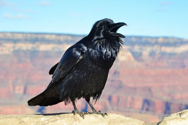 Grand Canyon Raven at Hopi Point 0081 - image gratuit #306367 