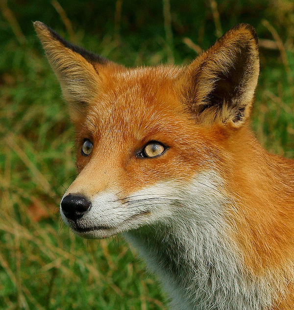 Young fox - image #306397 gratis