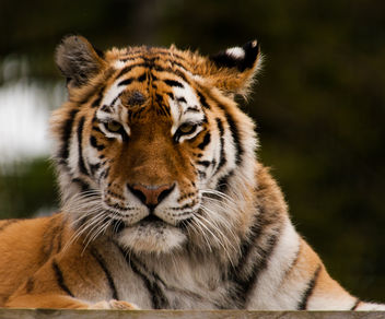 Tiger - image gratuit #306457 
