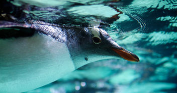 Gentoo penguin - Free image #306487