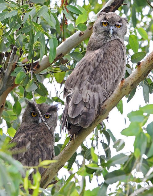 Dusky Eagle Owl - image gratuit #306517 