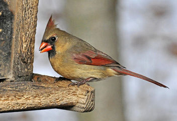 Female Cardinal at Feeder - image #306557 gratis