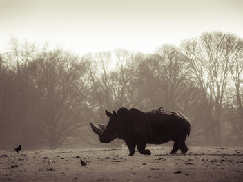 Rhino - image #306567 gratis