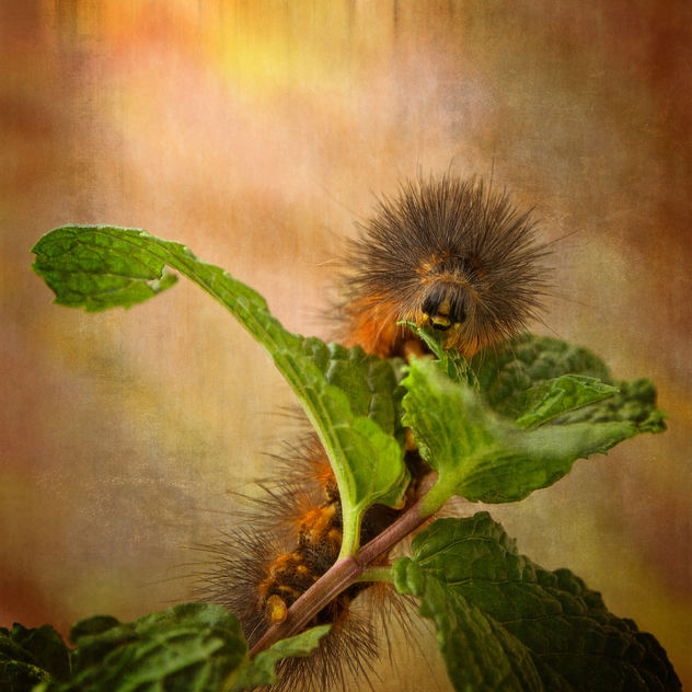 Salt Marsh Caterpillar - image gratuit #306617 