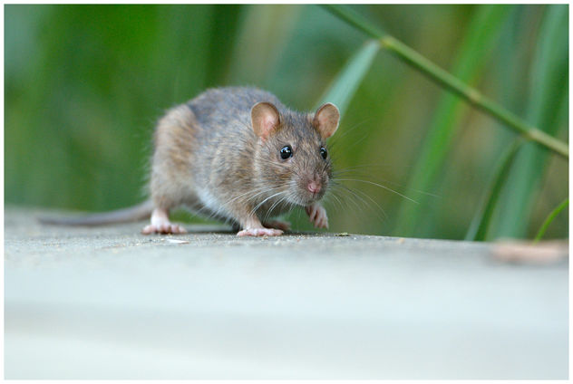 Rat surmulot / Brown Rat - image #306647 gratis