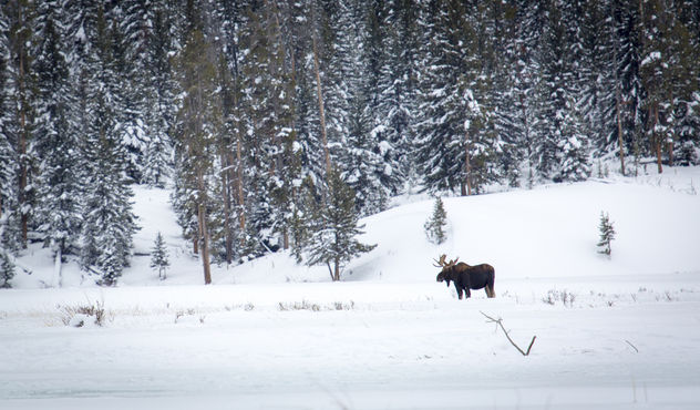Bull moose along Soda Butte Creek - бесплатный image #306687