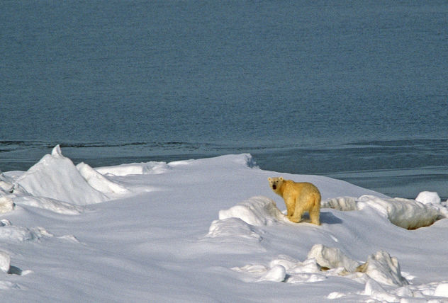 Polar Bear (Ursus maritimus) - Kostenloses image #306697
