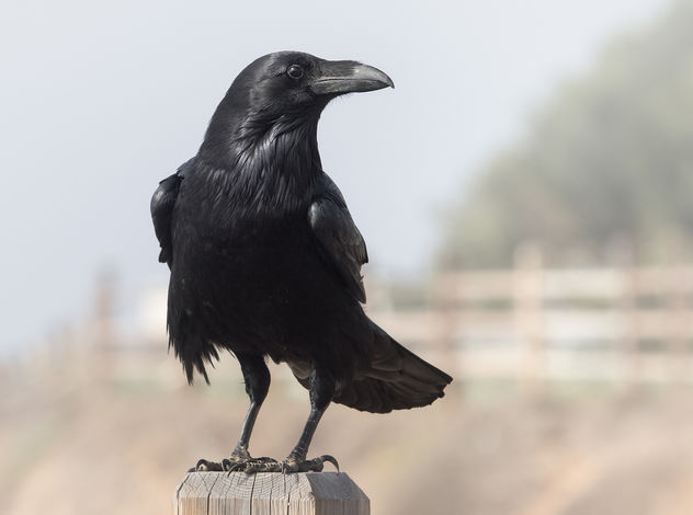 Visit from a Raven - Corvus corax - image gratuit #306707 