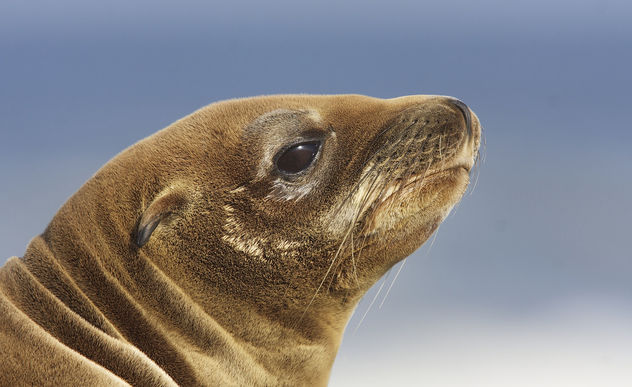 California sea lion (Zalophus californianus) - Free image #306767
