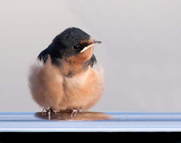 The Yachting Life for a Barn Swallow Fledge - image gratuit #306917 
