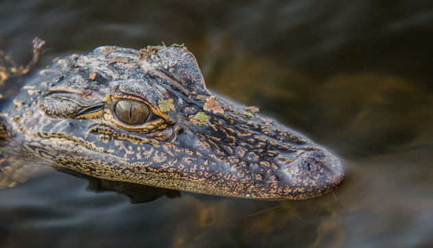It's a baby alligator - Free image #306947