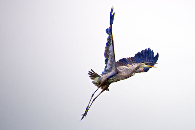 Great Blue Heron - image #306957 gratis