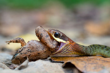 Rhabdophis chrysargos, specklebelly keelback - Kaeng Krachan National Park - image #307047 gratis