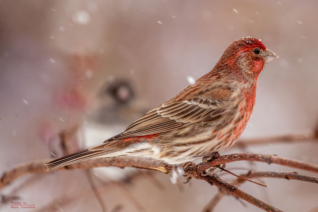 House Finch with Junco - image gratuit #307117 