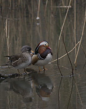 Mandarin Ducks - бесплатный image #307157