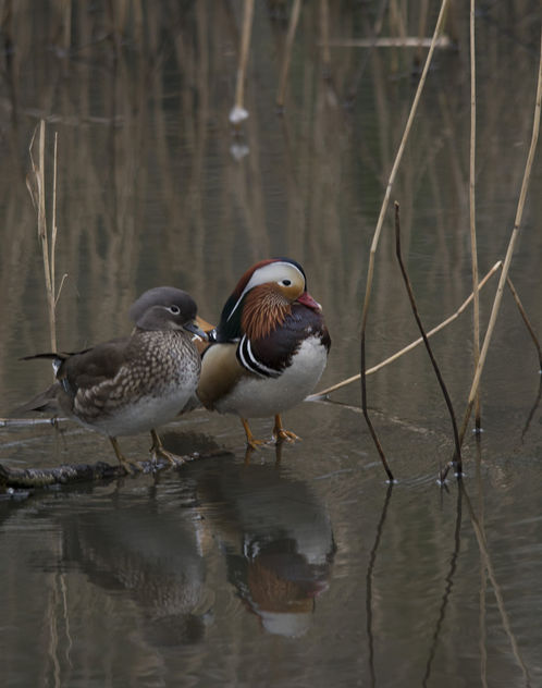 Mandarin Ducks - Free image #307157