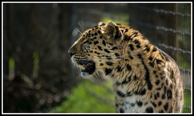 Cheetah - image gratuit #307187 