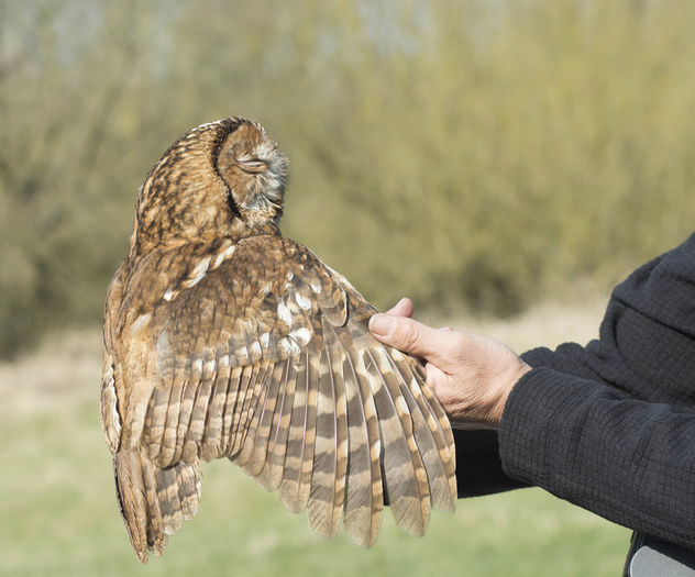 Tawny Owl - image #307207 gratis