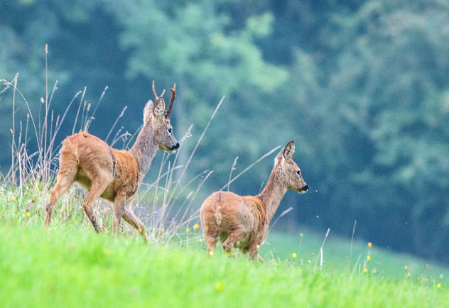 Roe Deer, Cotswolds, Gloucestershire - image gratuit #307247 