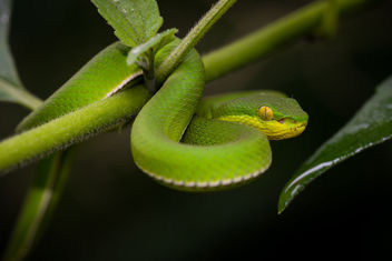 Trimeresurus albolabris, white-lipped pit viper (juvenile/female) - Kaeng Krachan National Park - image gratuit #307257 