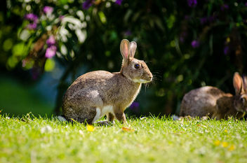 European Rabbit - image #307307 gratis