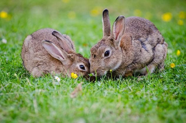 European rabbits - Free image #307347