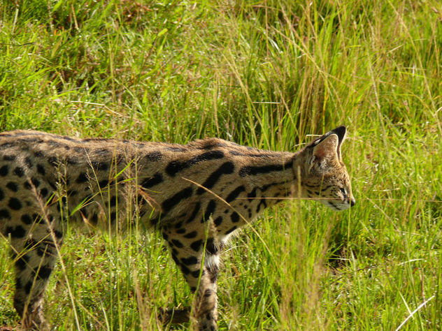 On the prowl ! - Free image #307367