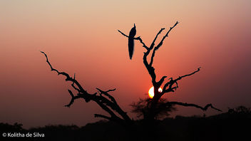 Sunrise at Yala National Park - бесплатный image #307377