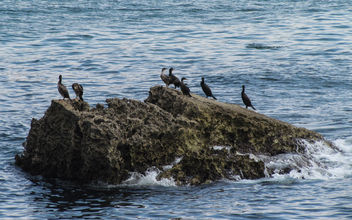 Great Cormorants - Kostenloses image #307387